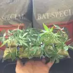 10 x purple dawg 