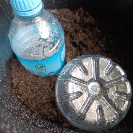 First grow unknown seeds