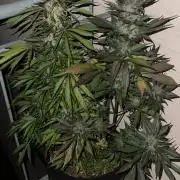 Red Velved and black runtz Auto