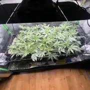 Stecklinge von MannyTs Selection