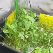 Stecklinge von MannyTs Selection