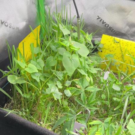 Stecklinge von MannyTs Selection