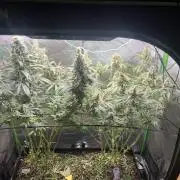 First run 100L autopot Tray2Grow