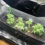 First run 100L autopot Tray2Grow