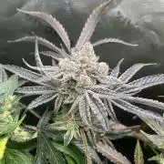 First run 100L autopot Tray2Grow