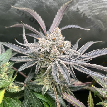 First run 100L autopot Tray2Grow