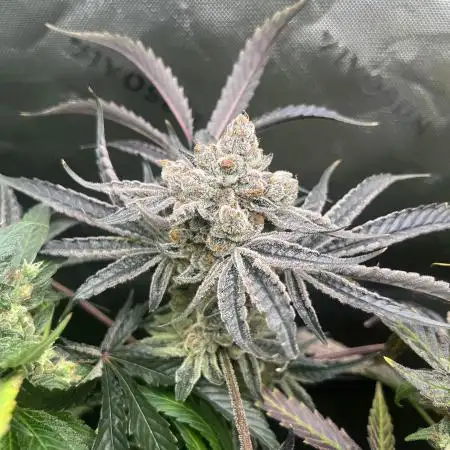First run 100L autopot Tray2Grow