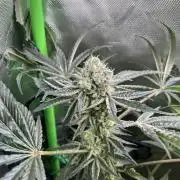 First run 100L autopot Tray2Grow