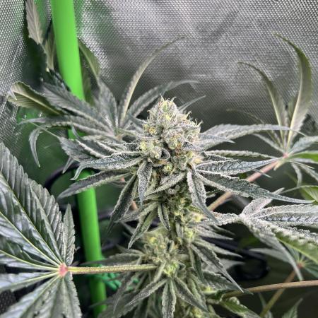 First run 100L autopot Tray2Grow