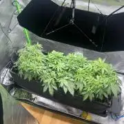 First run 100L autopot Tray2Grow