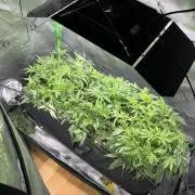 First run 100L autopot Tray2Grow