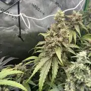 First run 100L autopot Tray2Grow