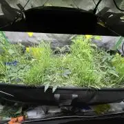 Stecklinge von MannyTs Selection