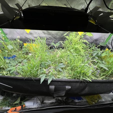 Stecklinge von MannyTs Selection