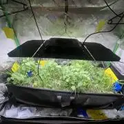 Stecklinge von MannyTs Selection