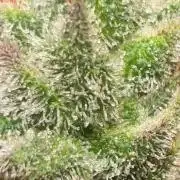 First run 100L autopot Tray2Grow