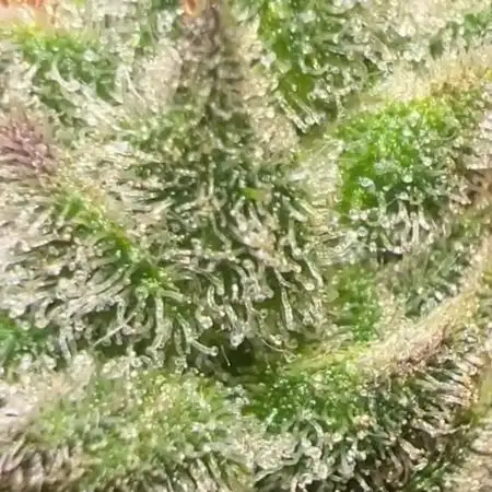 First run 100L autopot Tray2Grow