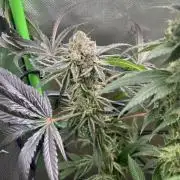 First run 100L autopot Tray2Grow