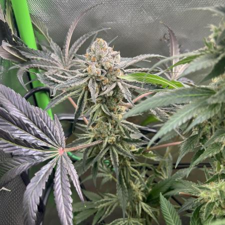 First run 100L autopot Tray2Grow