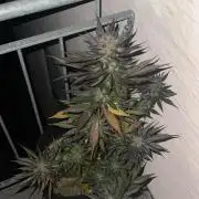 Red Velved and black runtz Auto