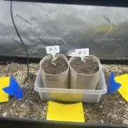 Chimera Cut in 100L Living Soil