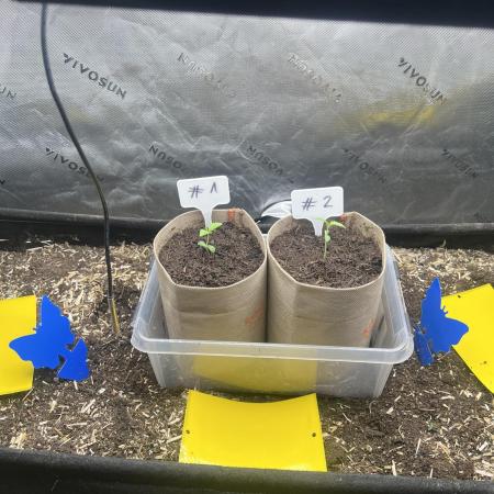 Chimera Cut in 100L Living Soil