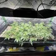 Stecklinge von MannyTs Selection