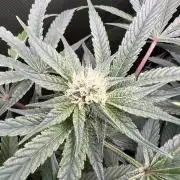 First run 100L autopot Tray2Grow