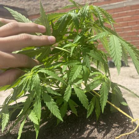 Cultivo exterior Patagonia Argentina