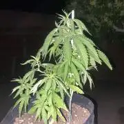 Cultivo exterior Patagonia Argentina