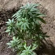 Cultivo exterior Patagonia Argentina