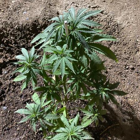 Cultivo exterior Patagonia Argentina