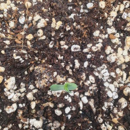 4x 42fastbuds mixed autoflower run#1