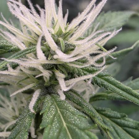 4x 42fastbuds mixed autoflower run#1