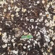 4x 42fastbuds mixed autoflower run#1