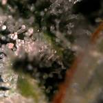 Auto Alaskan Purple 1