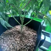 First run with the new Telos Dynamics