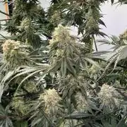 First run with the new Telos Dynamics