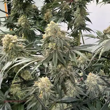 First run with the new Telos Dynamics