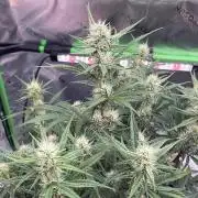 Blue Cheese auto — First grow!