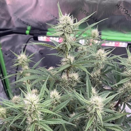 Blue Cheese auto — First grow!