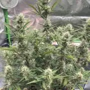 Blue Cheese auto — First grow!