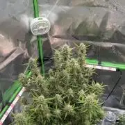 Blue Cheese auto — First grow!