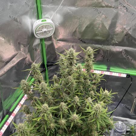 Blue Cheese auto — First grow!