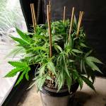 Mainlining Autos