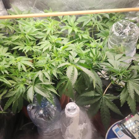 Banana OG - Santa semente