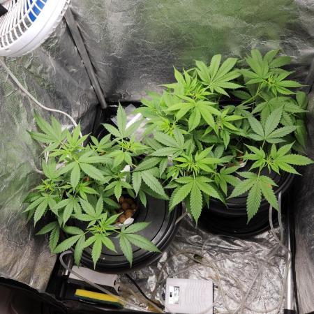 Melonade Runtz fotoperíodo