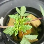 Banana OG - Santa semente