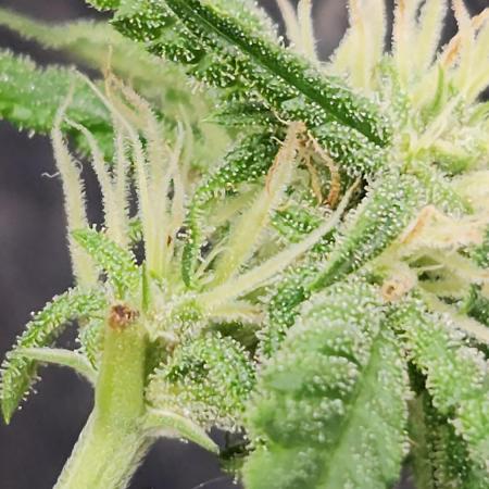 Melonade Runtz fotoperíodo