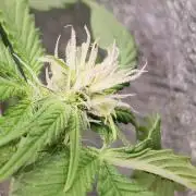 Melonade Runtz fotoperíodo